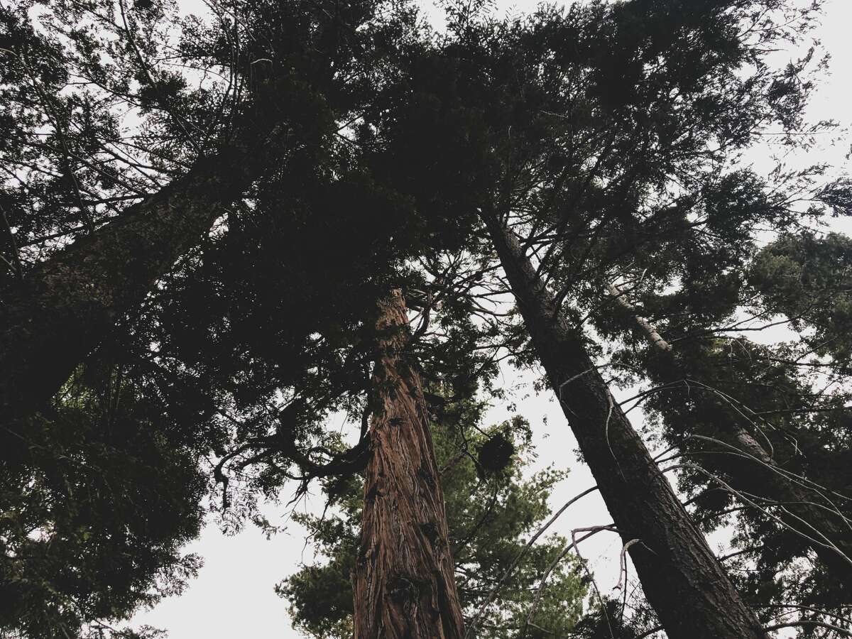 Tall trees surround the campsites at Bliss State Park.