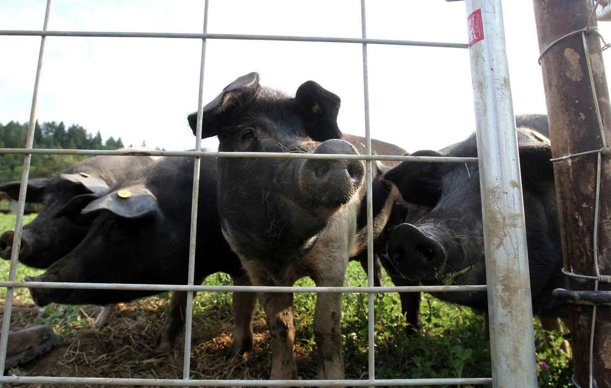 California’s Proposition 12 requires 24 square feet of floor space for each breeding pig, and a federal appeals court has upheld that standard.