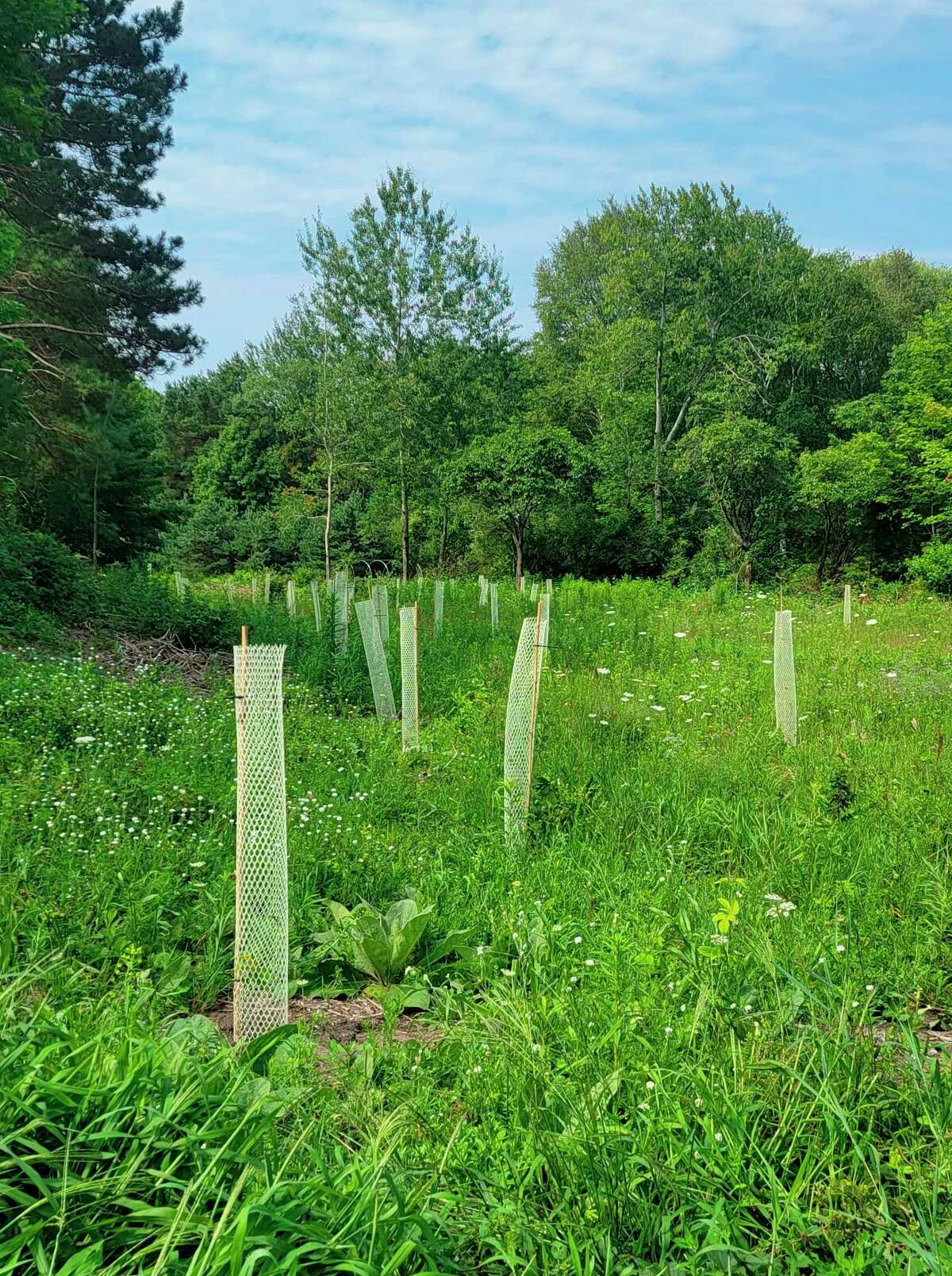 Saplings in protective tubes to prevent animals from grazing on them were planted by volunteers and students on the Frankfort Elberta Area School's forested land in the spring. (Colin Merry/Record Patriot)