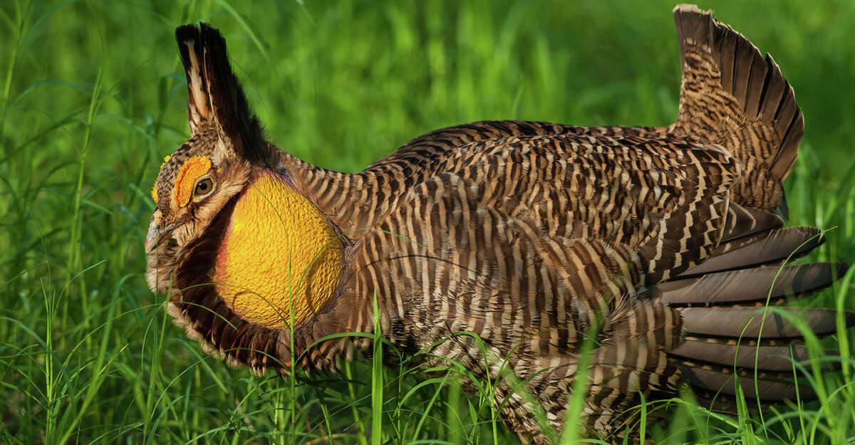 The population level for the endangered Attwater's prairie chicken has reached a 28-year high thanks to habitat restoration and a robust captive-breeding program.