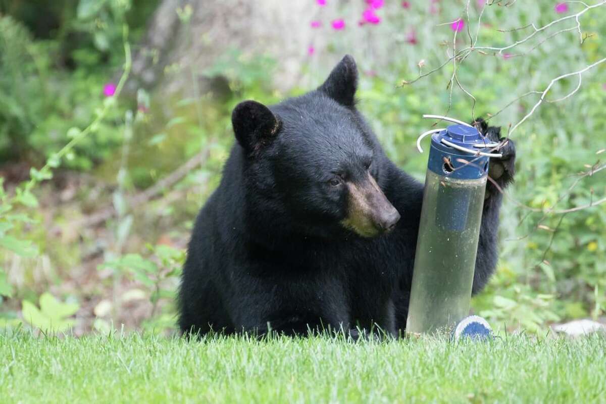 Bears are drawn to bird feeders