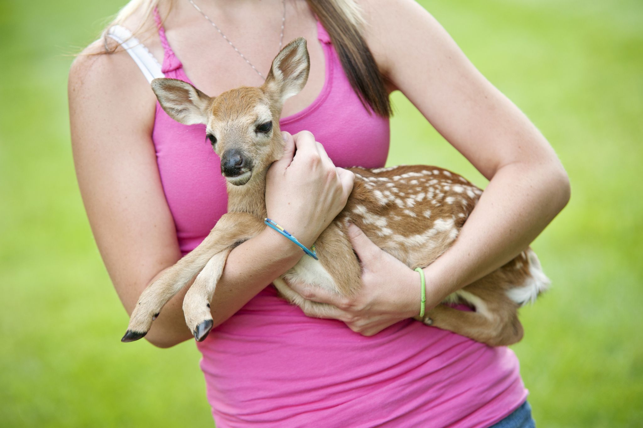 Wildlife expert Stop ‘rescuing’ baby deer
