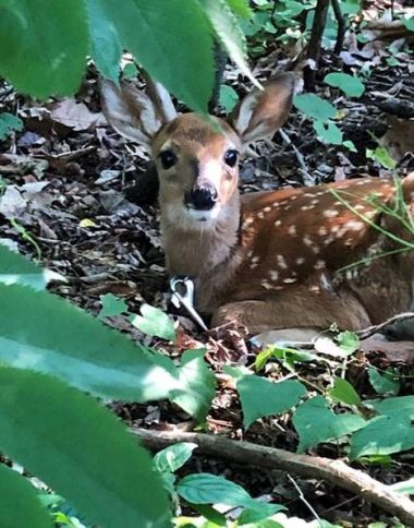 Young deer fawn being bathed during rehabilitation and medical