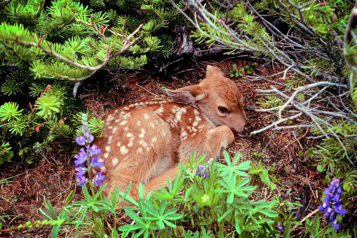 wildlife-expert-stop-rescuing-baby-deer