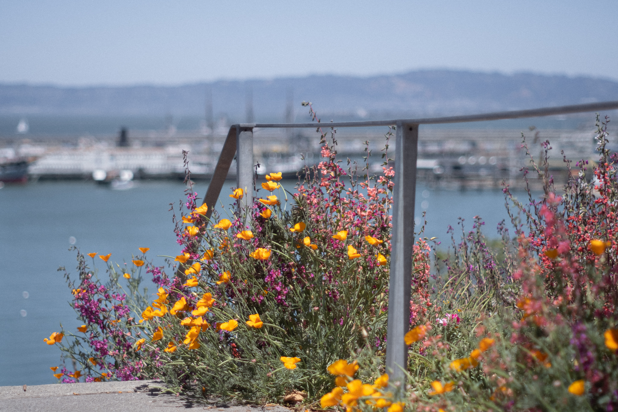 San Francisco's Black Point Historic Gardens to open to the public for the  first time ever