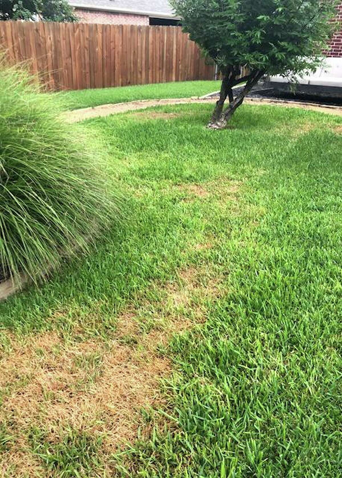 Chinch bugs are killing St. Augustine grass in Texas