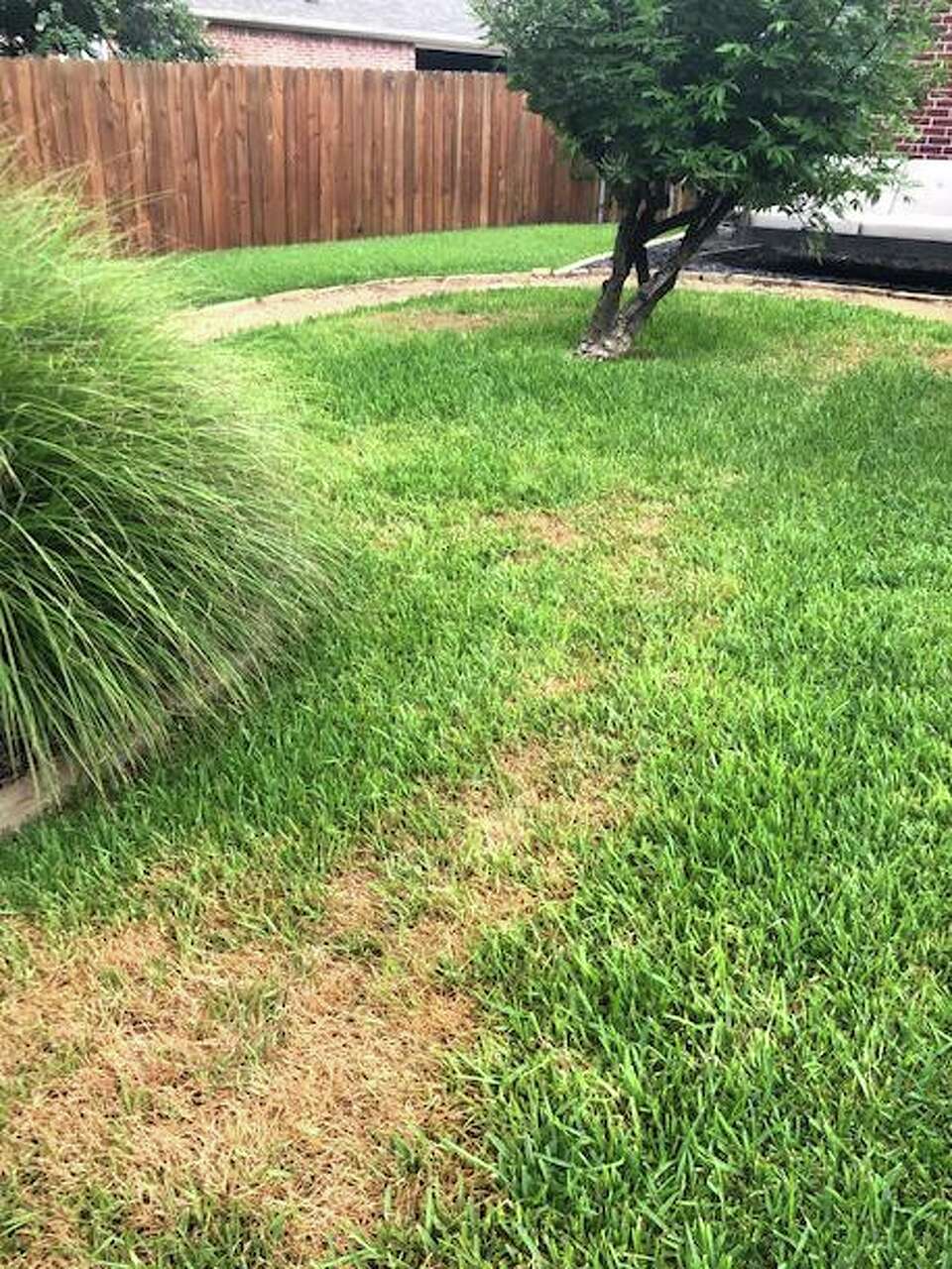 Chinch bugs are killing St. Augustine grass in Texas
