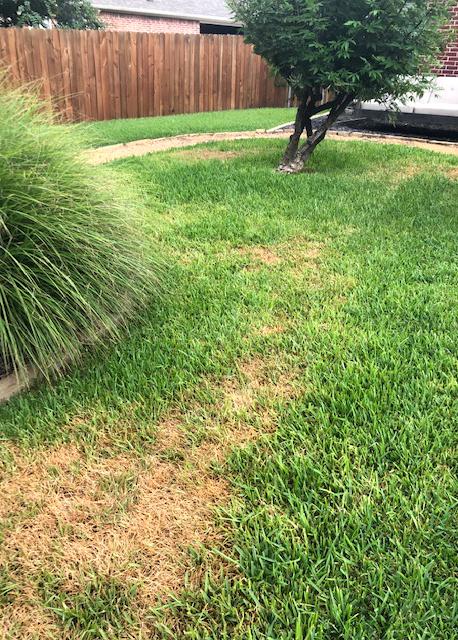 Chinch bugs are killing St. Augustine grass in Texas