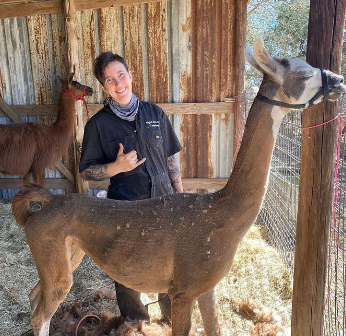 San Antonio-area shearers wild career had made her a TikTok star pic