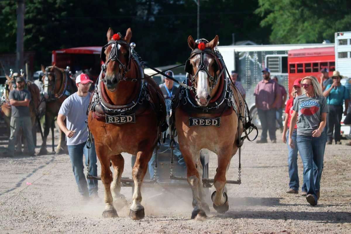 Ben Reed, whose family has been involved with horse pulling for generations, is organizing this year's draft horse pull event at the Manistee County Fair. (File photo)
