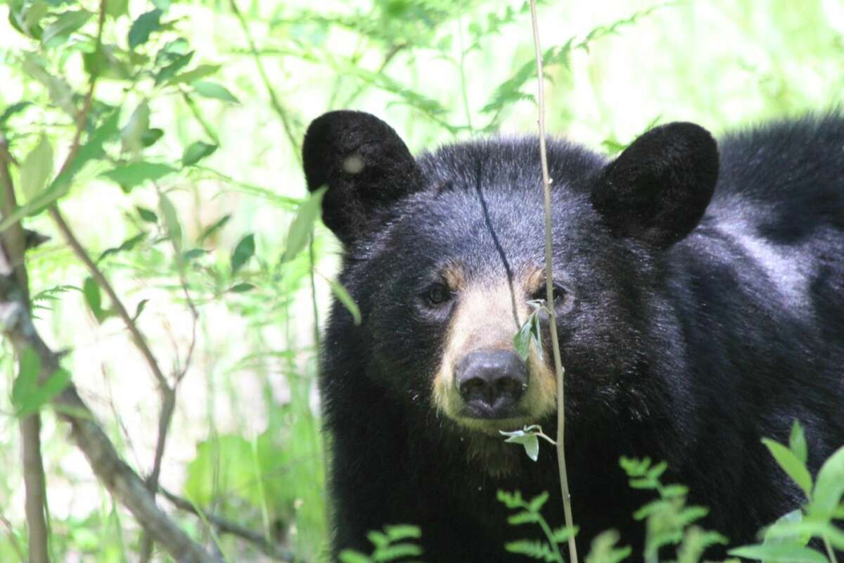 FILE - This picture of a bear was captured on a ranch located six miles west of Baldwin, Michigan.