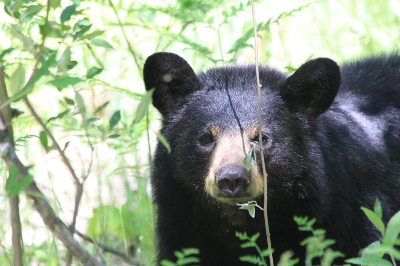 4 ways to bear proof your campsite