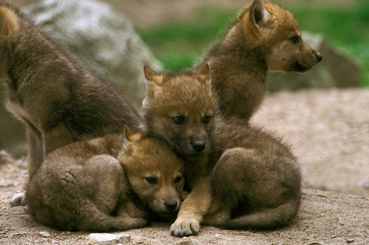 A file photo of grey wolf pups. 