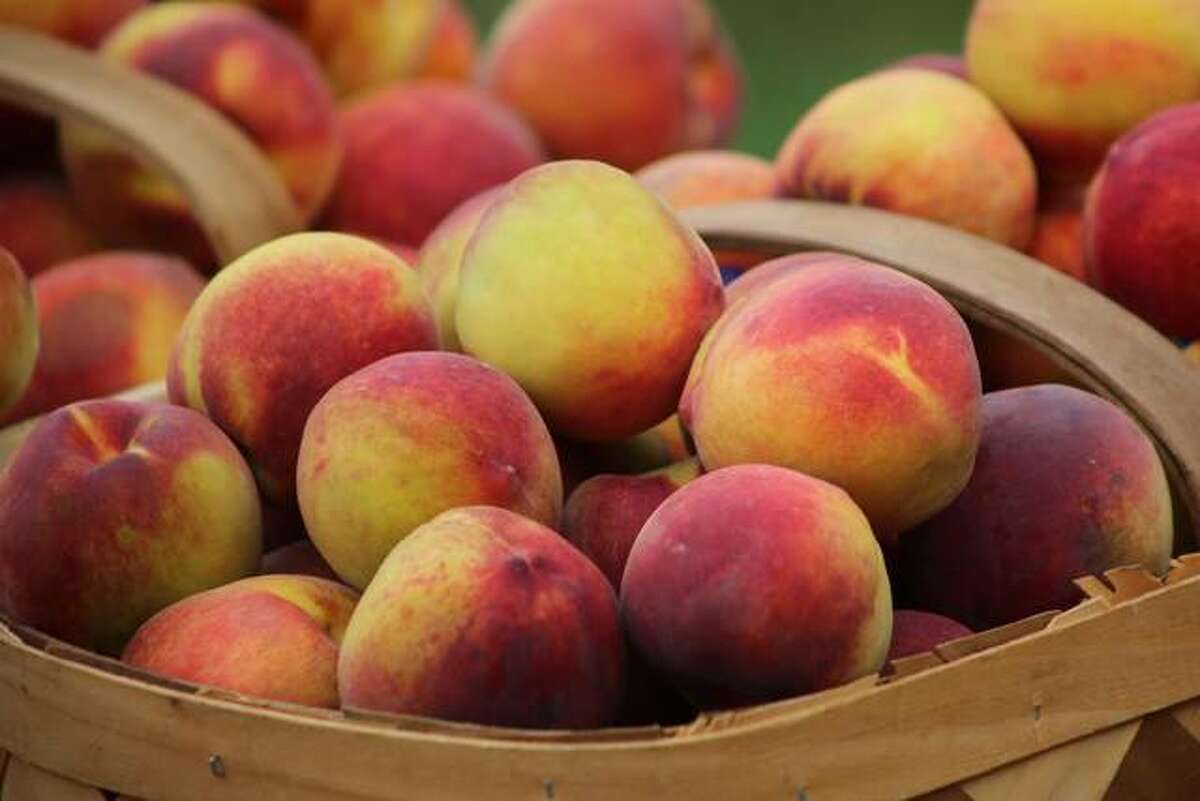Eckert's Grafton Farm resumes PickYourOwn Peaches Saturday