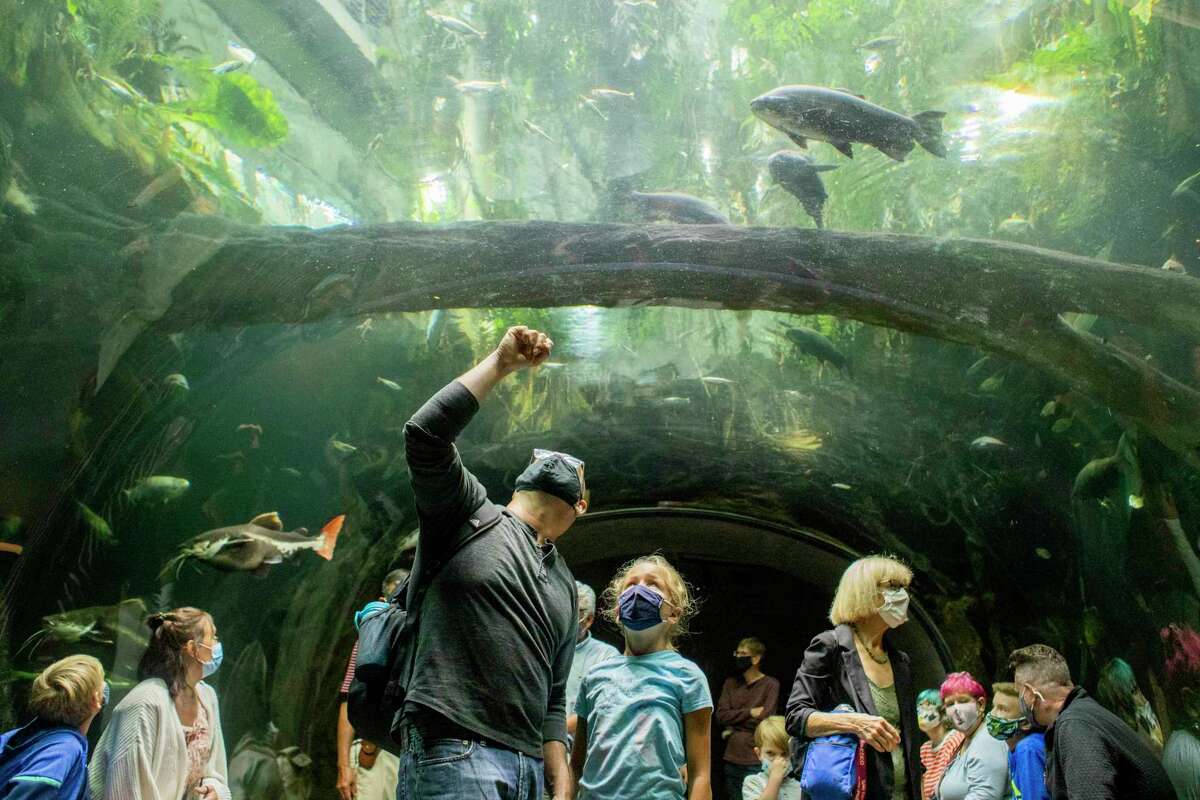 Visitors appreciate California Academy of Sciences exhibits on Tuesday, the day that mask mandates are in effect once again because of increasing cases of COVID-19 in the Bay Area.