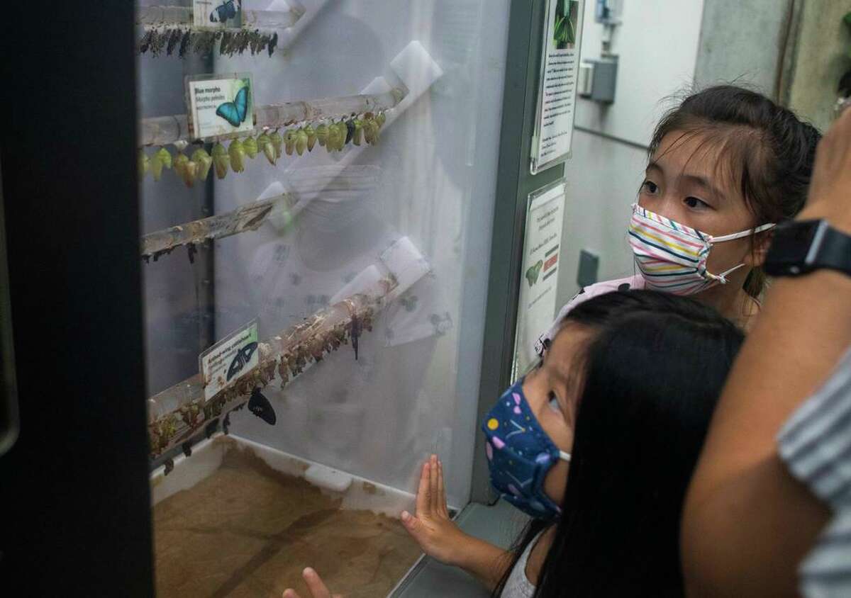 Emma Szeto (right) and Olivia Szeto are engrossed in the California Academy of Sciences butterfly exhibit. Mask mandates are in effect once again because of increasing cases of COVID-19 in the Bay Area.