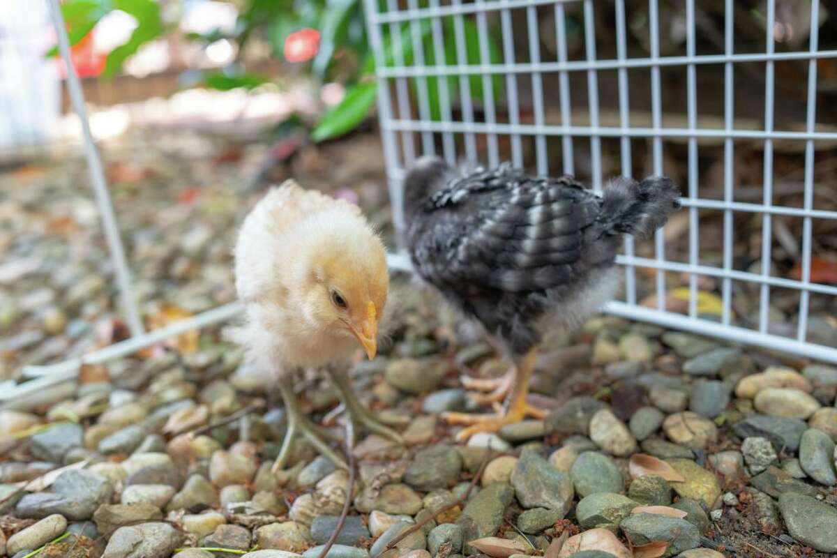 FILE - Two young backyard chickens live in a suburban yard, San Ramon, Calif., on June 5, 2020. The keeping of backyard chickens became a popular trend during the pandemic, but now those unprepared for the level of work it takes to raise chickens are filling up rescues with unwanted birds.