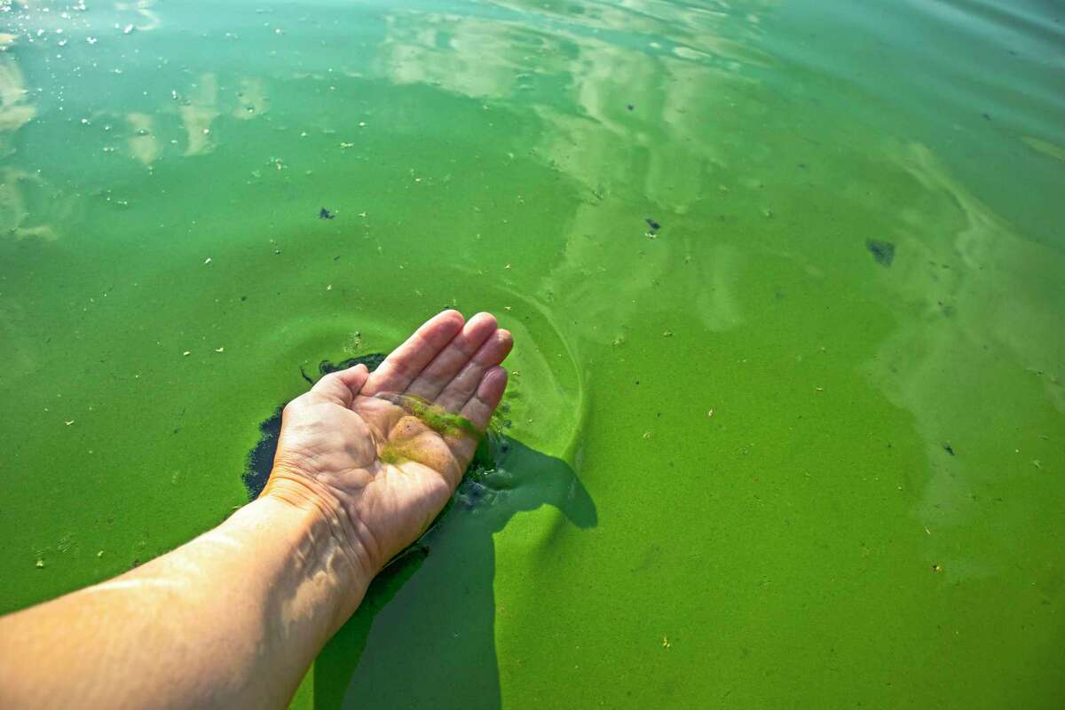 MDHHS Offers Tips For Identifying, Avoiding Harmful Algal Blooms