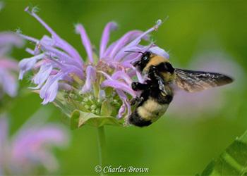 Black vs Yellow rings around photos in “Chats” : r/Bumble