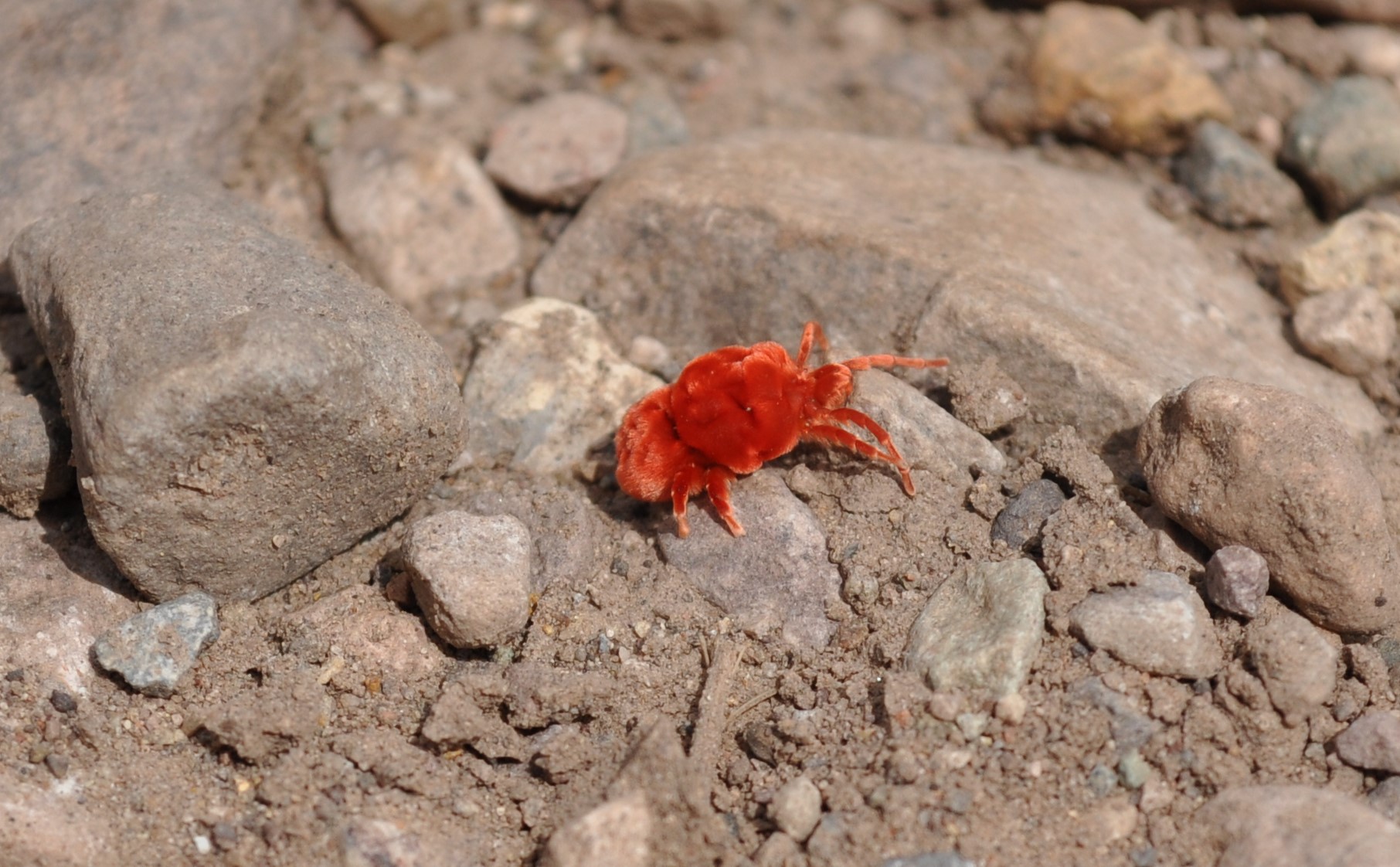 Cute red velvet mites emerge at Texas park after summer rainfall