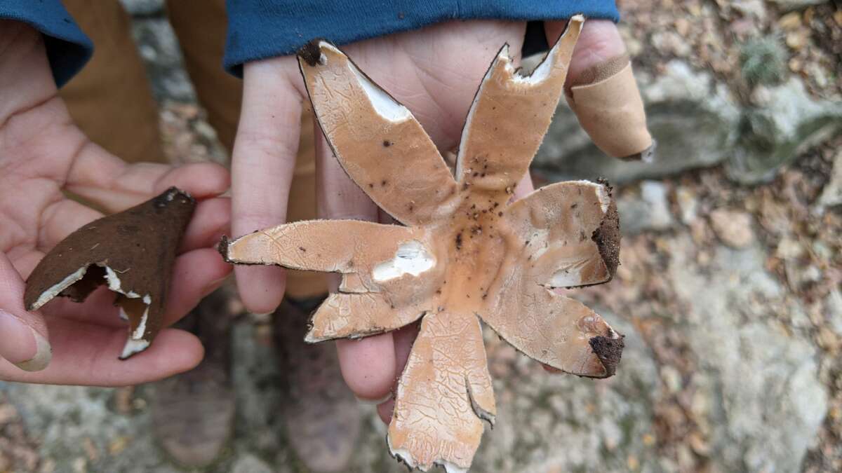 A star mushroom found in the Austin Nature Center. 