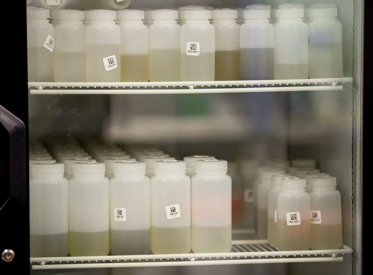 Wastewater samples are kept in 4-degrees Celsius refrigerator in the Stadler lab of Rice University’s Brown School of Engineering, on Friday, April 9, 2021, in Houston. The lab processes approximately 200 samples per week from schools, wastewater treatment plants, nursing homes, homeless shelters and the Harris County Jail.