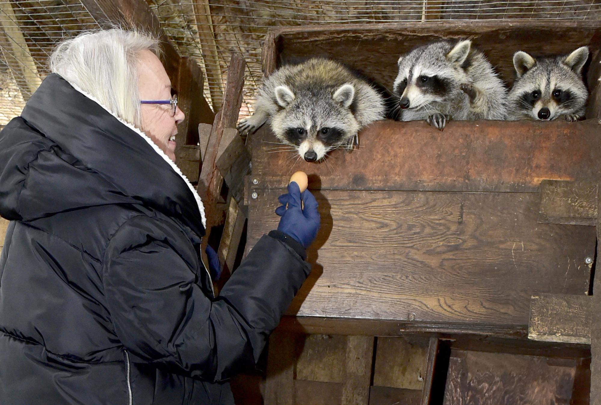 Guilford wildlife rescuer loses zoning bid to stay open ‘My life is over’