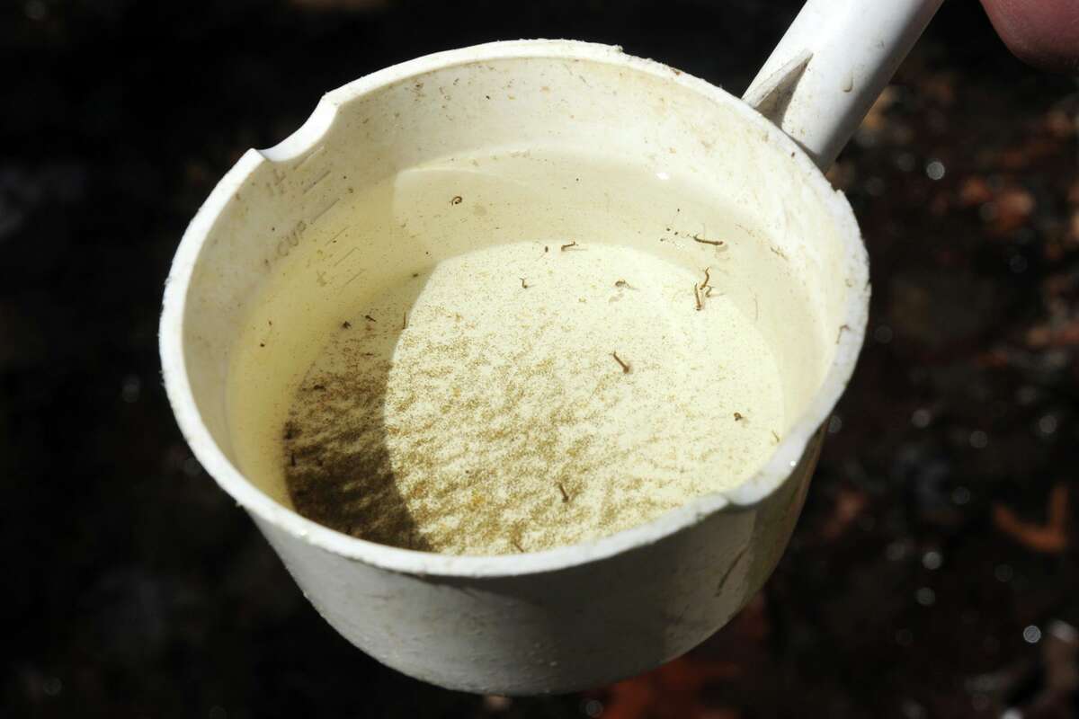 A file photo of a sample of water with mosquito larvae, taken in the woods near Eisenhower Park in Milford, Conn., on April 16, 2017. This year, mosquitoes with West Nile virus have been detected in at least eight communities — most recently, Bridgeport.