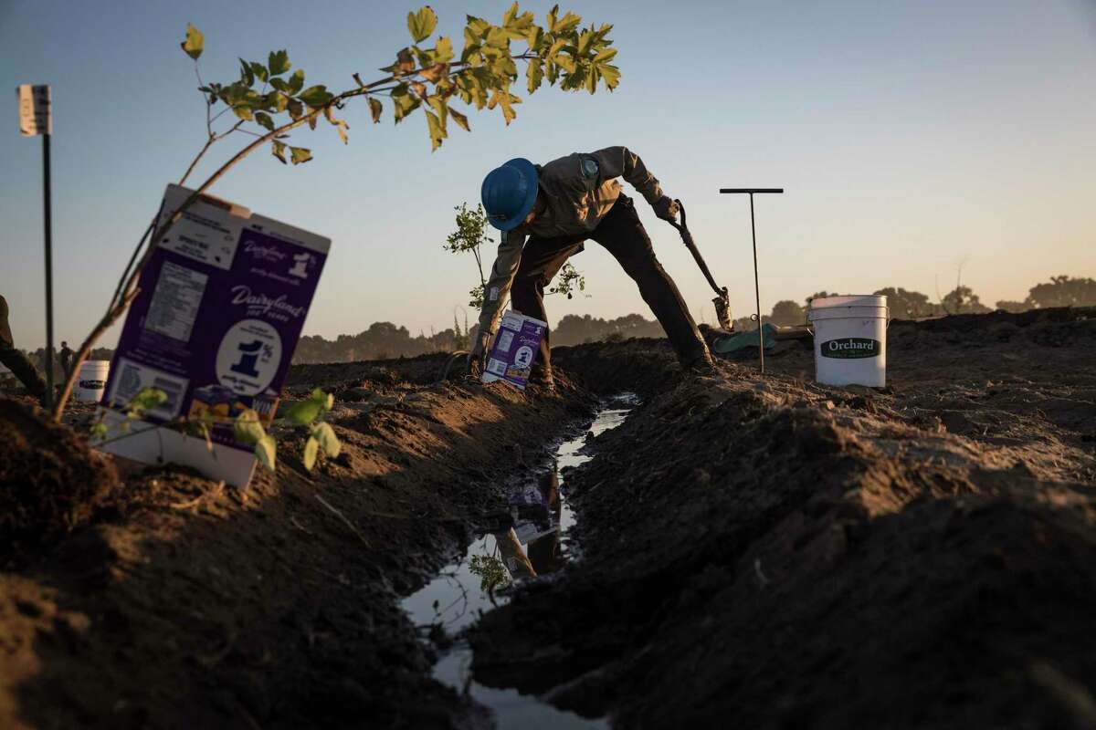 California Conservation Corps workers plant trees in Modesto, Calif., June 29, 2018.