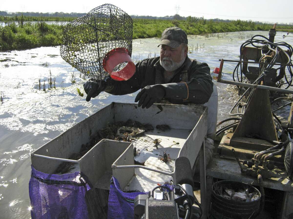 Crawfish farmer David Savoy harvests crawfish from ponds near Church Point, LA on March 13, 2008 (Photo by Alan Henkel/NBCU Photo Bank/NBCUniversal via Getty Images via Getty Images)