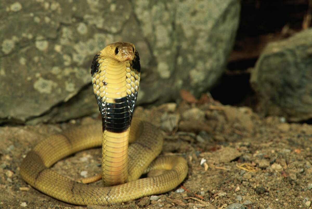 A West African Banded Cobra is on the loose in Grand Prairie, Texas. 