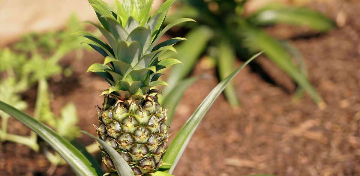 How to pick a perfectly ripe pineapple every time, plus tips on how to