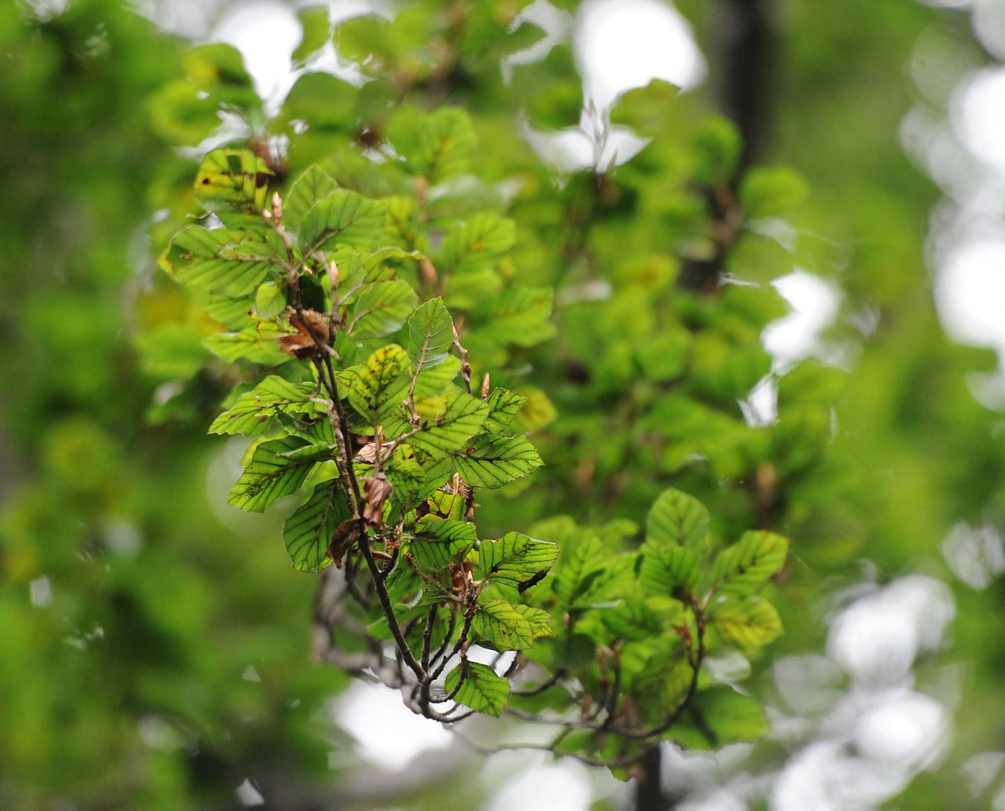 Robert Miller: Mystery surrounds disease threatening trees in CT - Vimarsana News