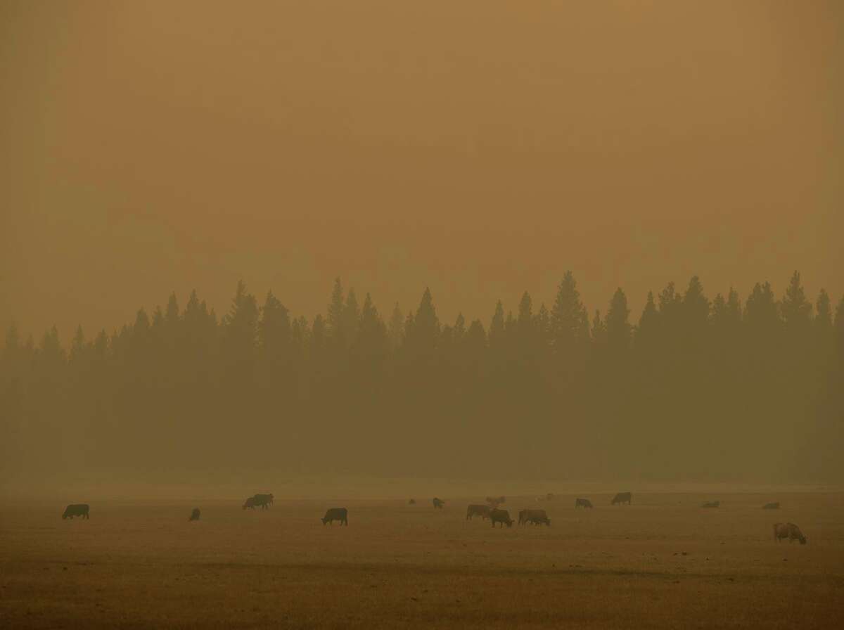 Cattle graze under a smoky sky during the Dixie Fire in Westwood (Lassen County) in August.