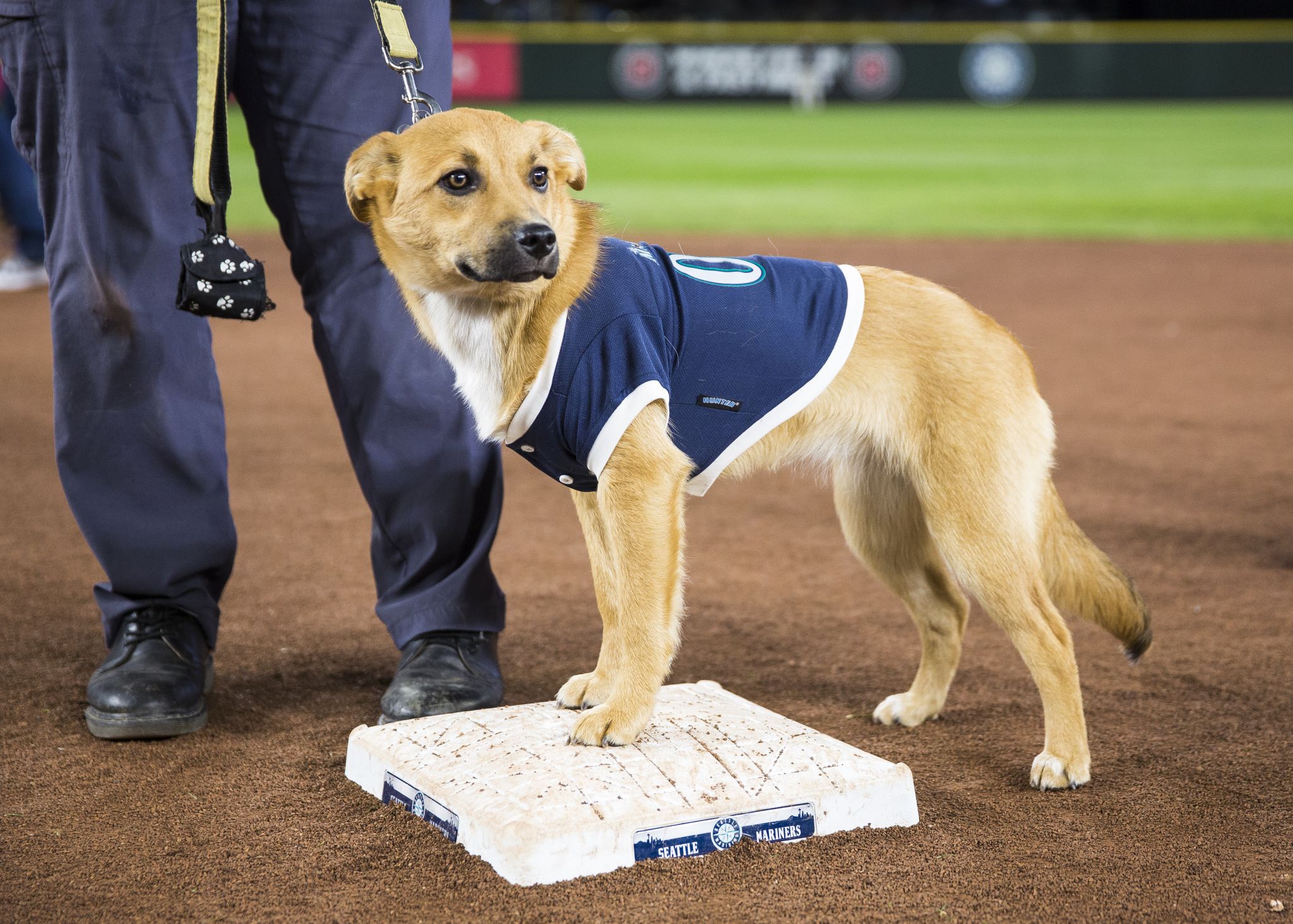 Bark at the Park returns to Seattle's T-Mobile Park