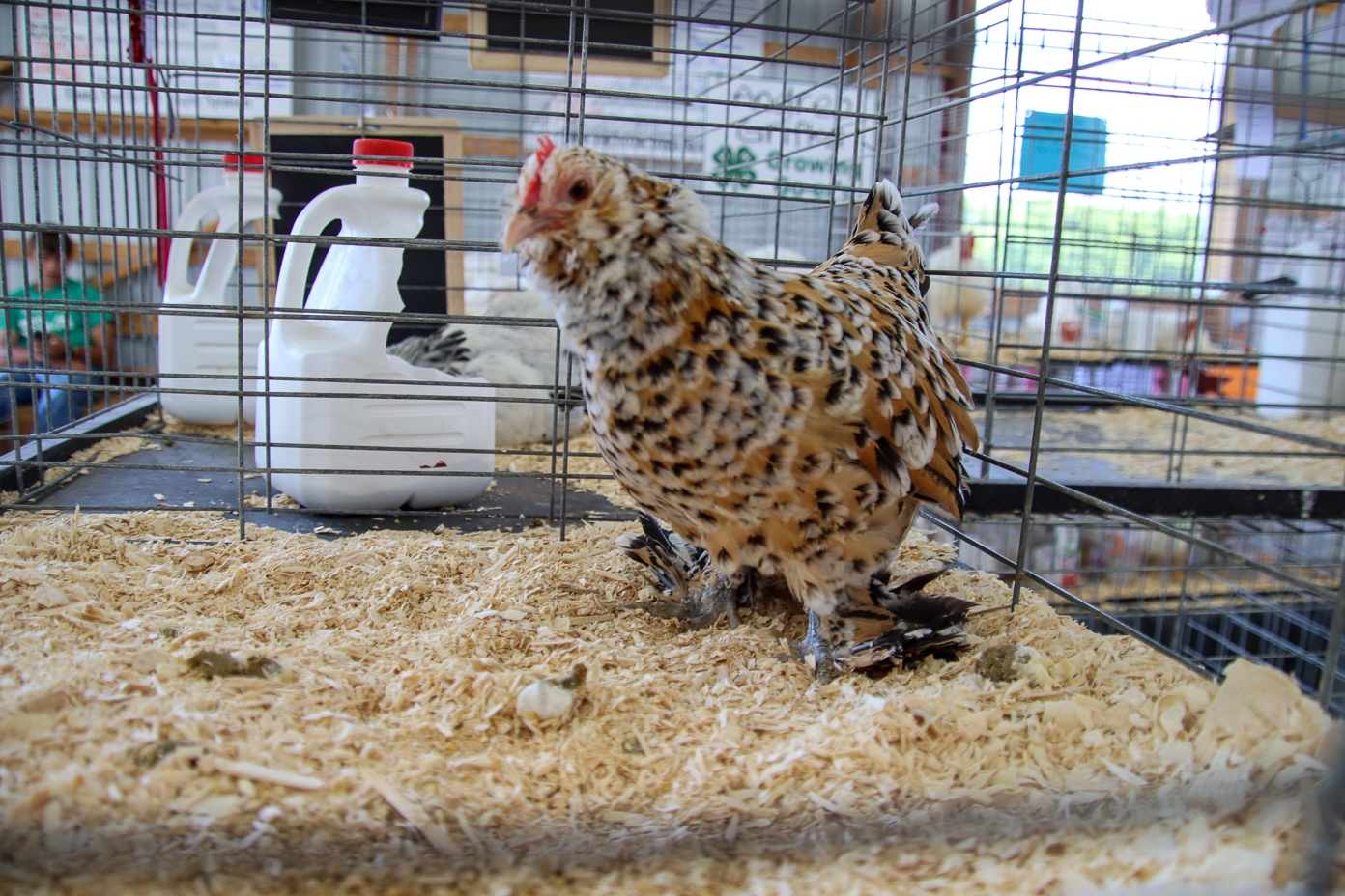MDARD effectively banned birds at county fairs, petting zoos, swap