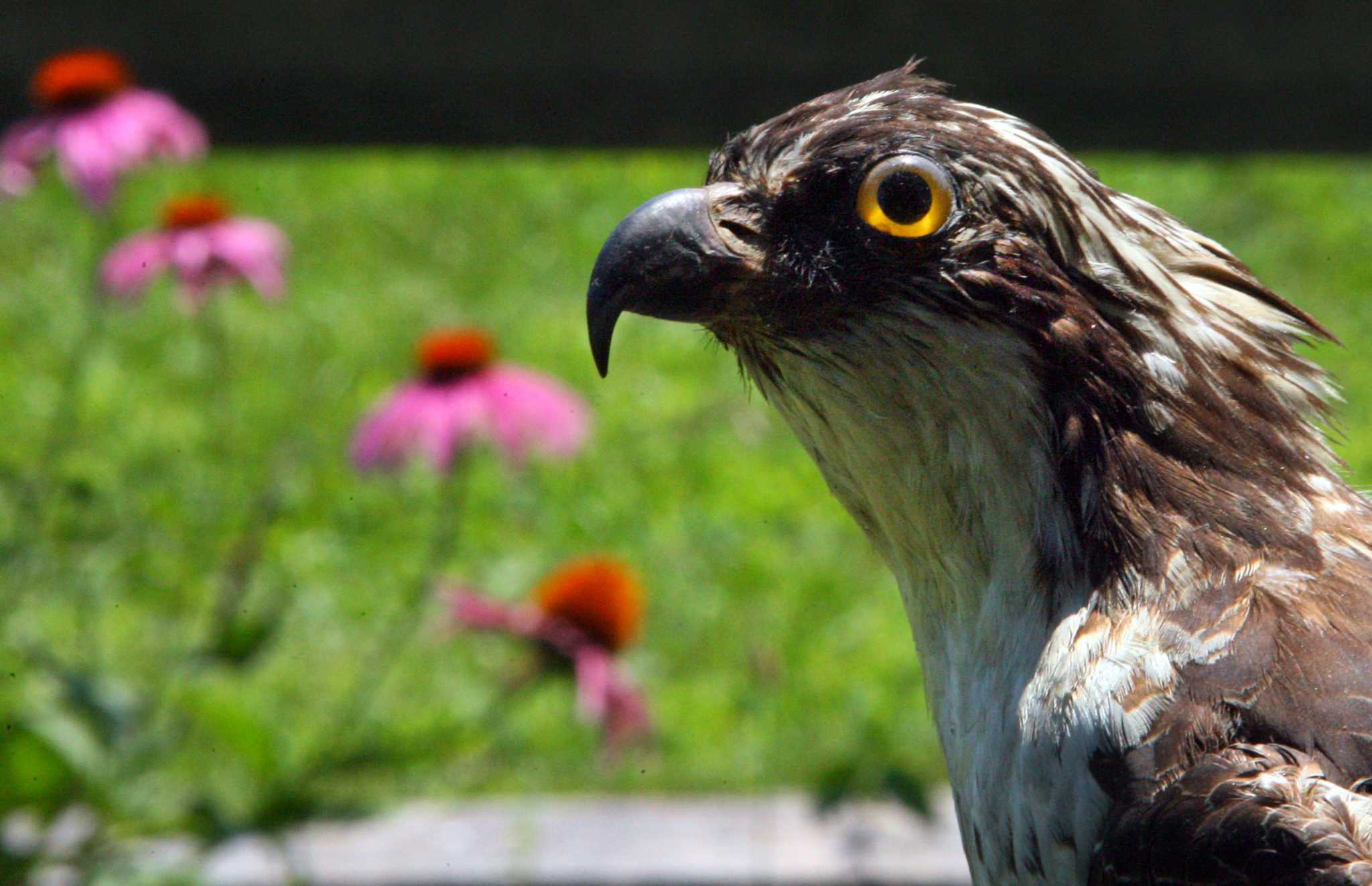 CT's 2021 Osprey report is out, here's what you need to know - Vimarsana News
