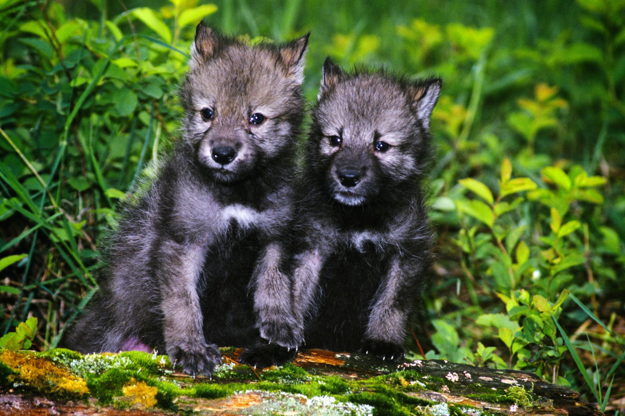 Gray Wolf Pack With Puppies