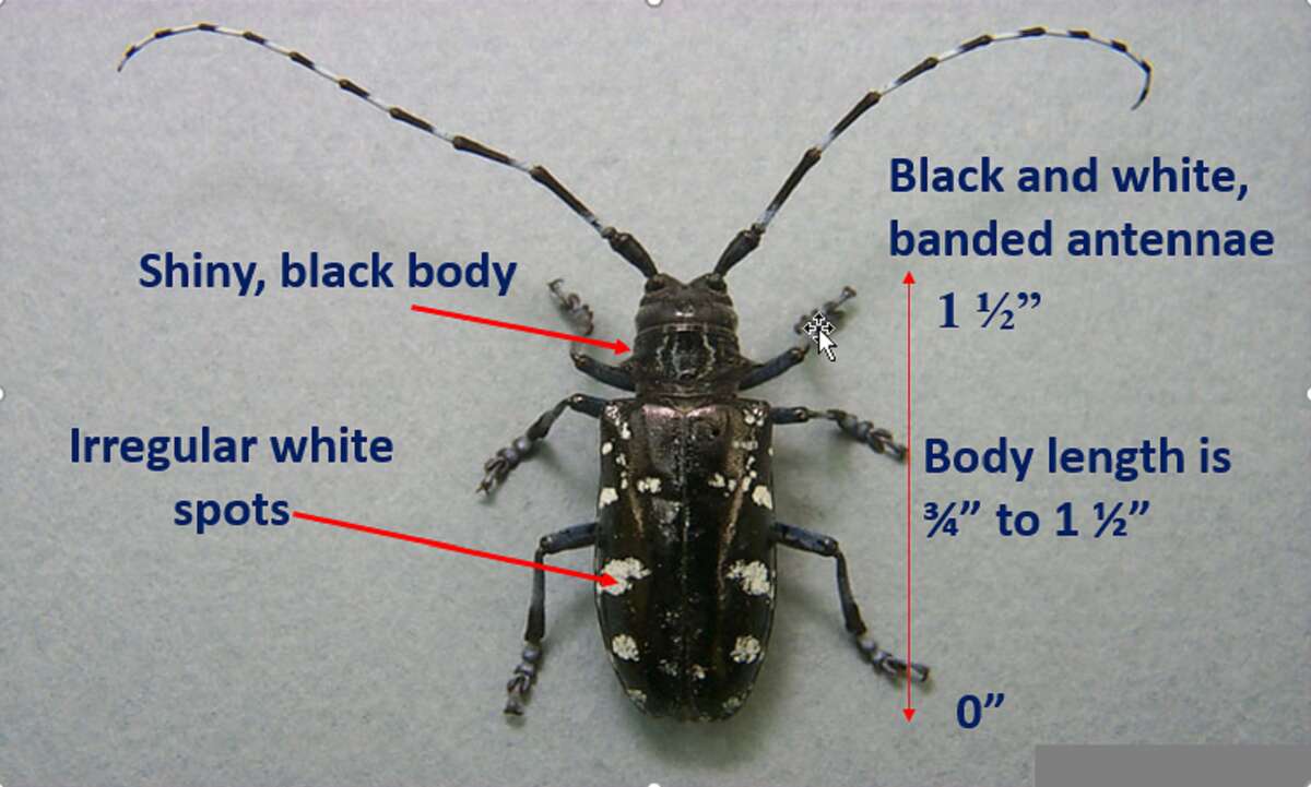 The Asian longhorned beetle is a large, shiny black beetle with irregular white spots and black and white banded antennae.