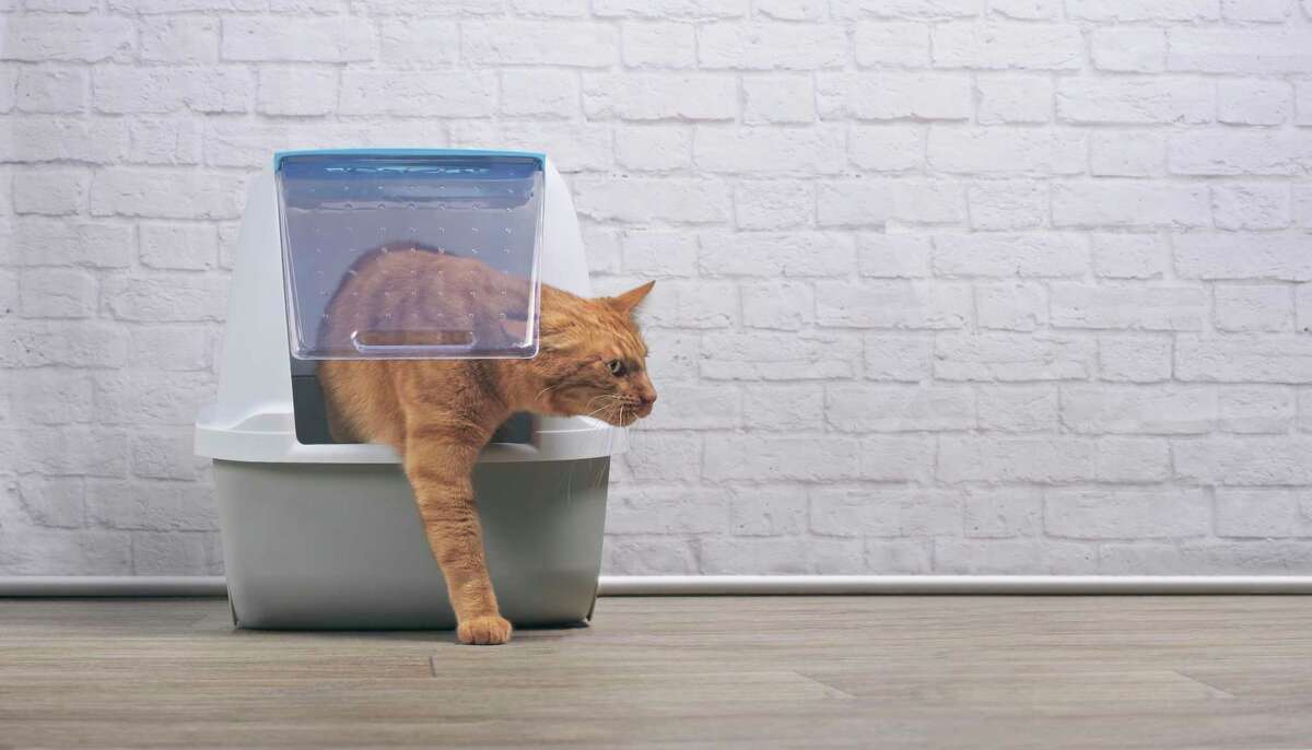 When a cat stops using the litter box, there are several things you can do.