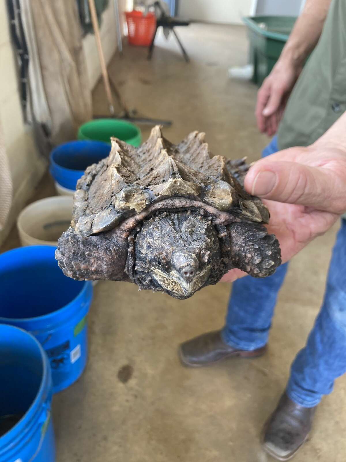 Alligator snapping turtles seized in illegal trafficking released