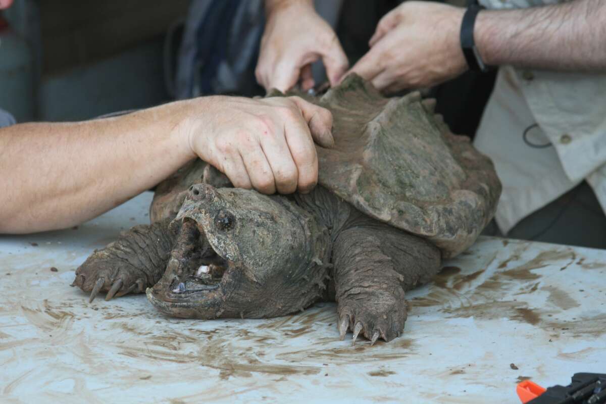 In June, officials released 21 adult and six juvenile alligator snapping turtles back into East Texas after the reptiles were sized in an illegal trafficking attempt.
