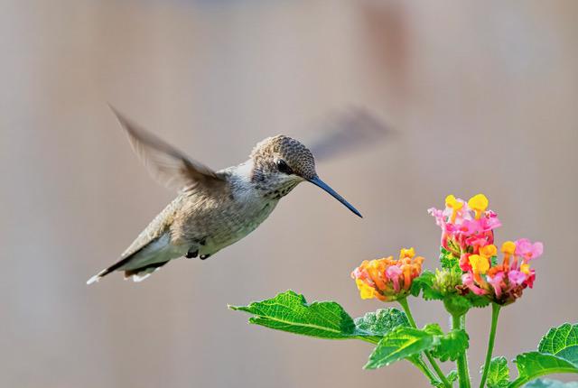 Hummingbirds with right feeder, sugar water will pay a visit - Vimarsana News