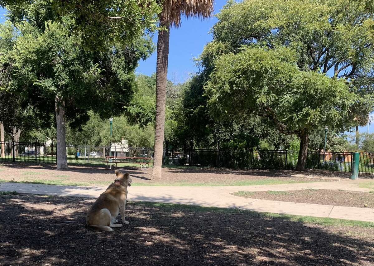 Parc à chiens Madison Square