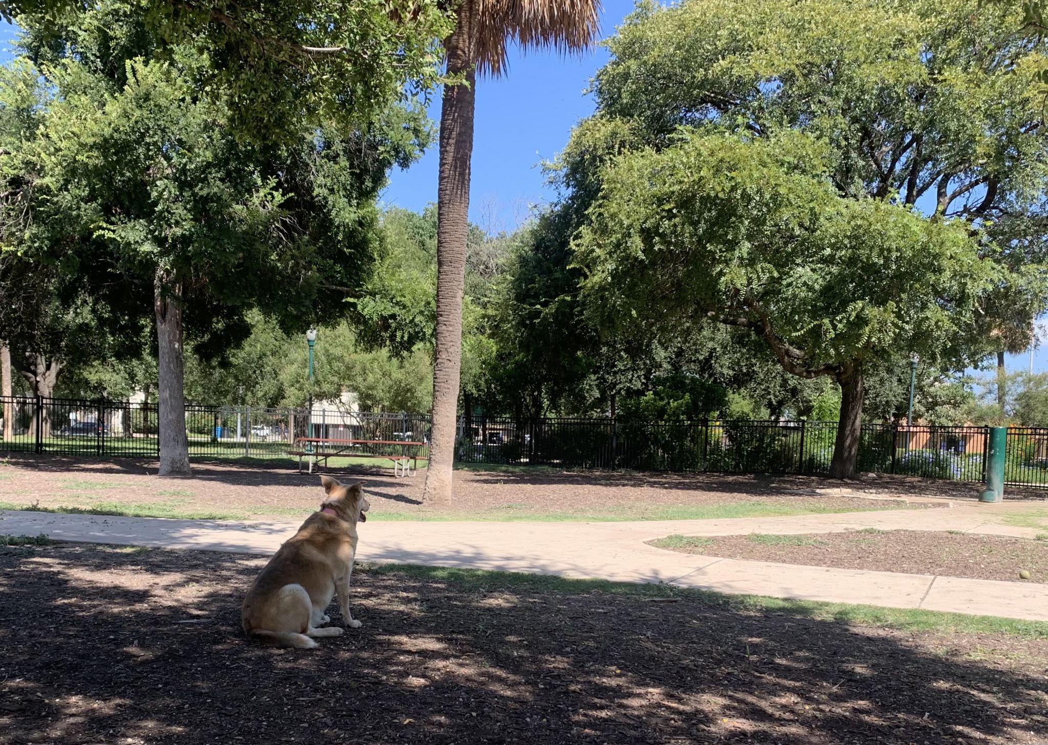 The 14 Best Dog Parks in San Antonio, TX