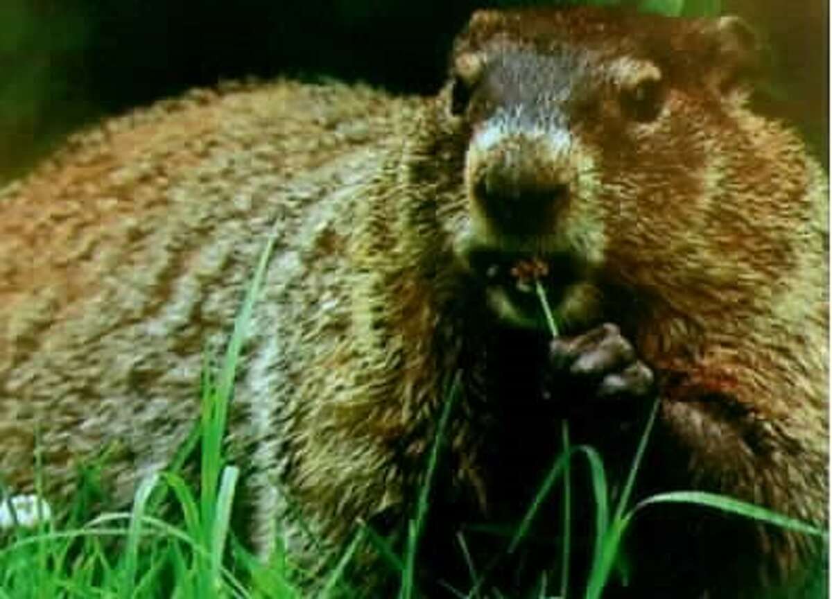 Your Best Shot Woodchuck's task