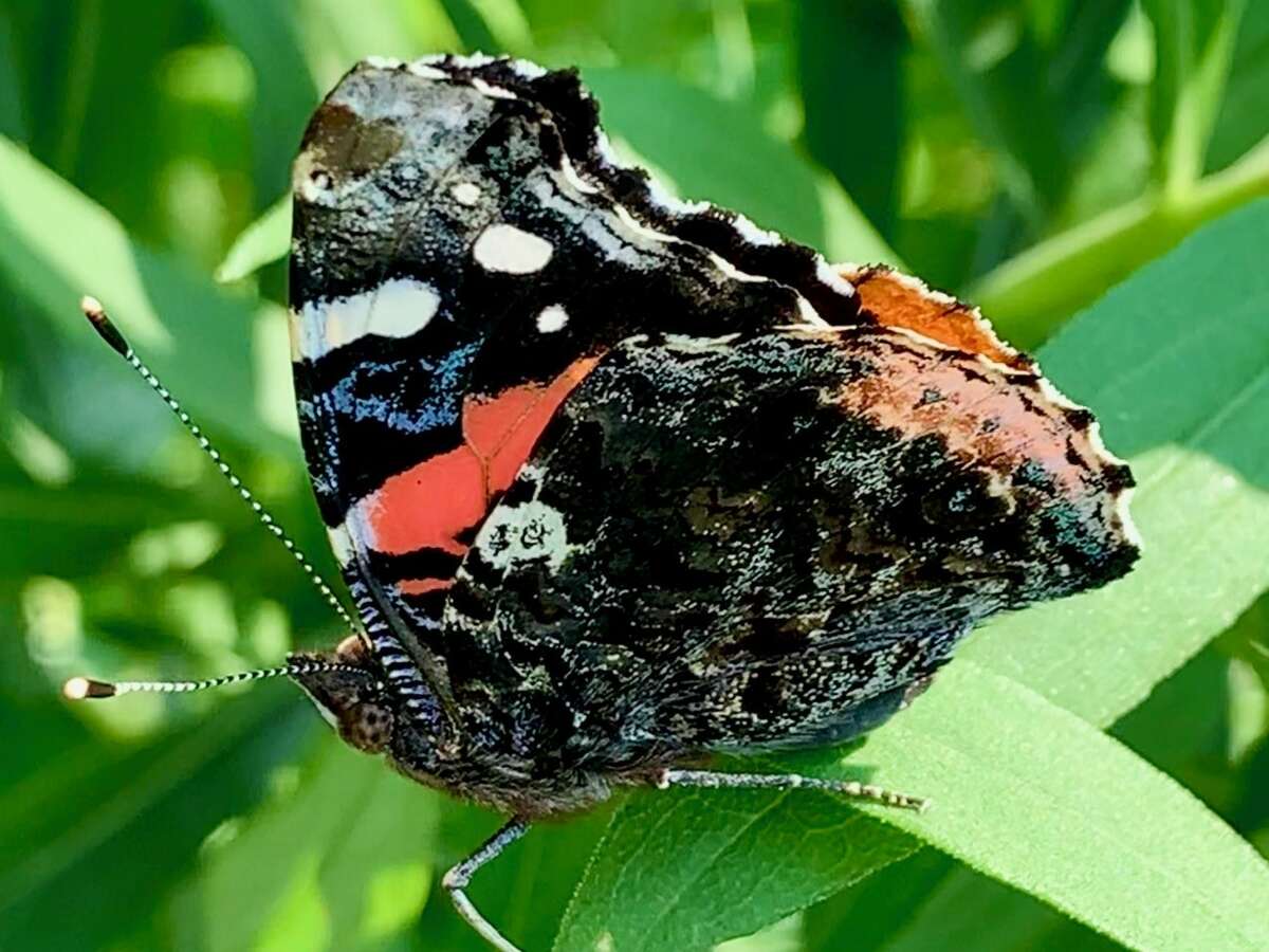 The red admiral butterfly (Vanessa atalanta), photographed along the Arcadia Marsh Preserve boardwalk, migrate to more temperate areas in winter.
