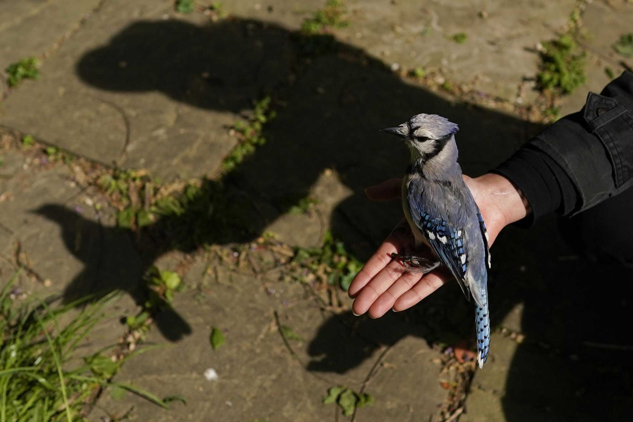 CT bird deaths concerns expand: Ducks, raptors, terns, even chickens being tested for mystery disease - Vimarsana News