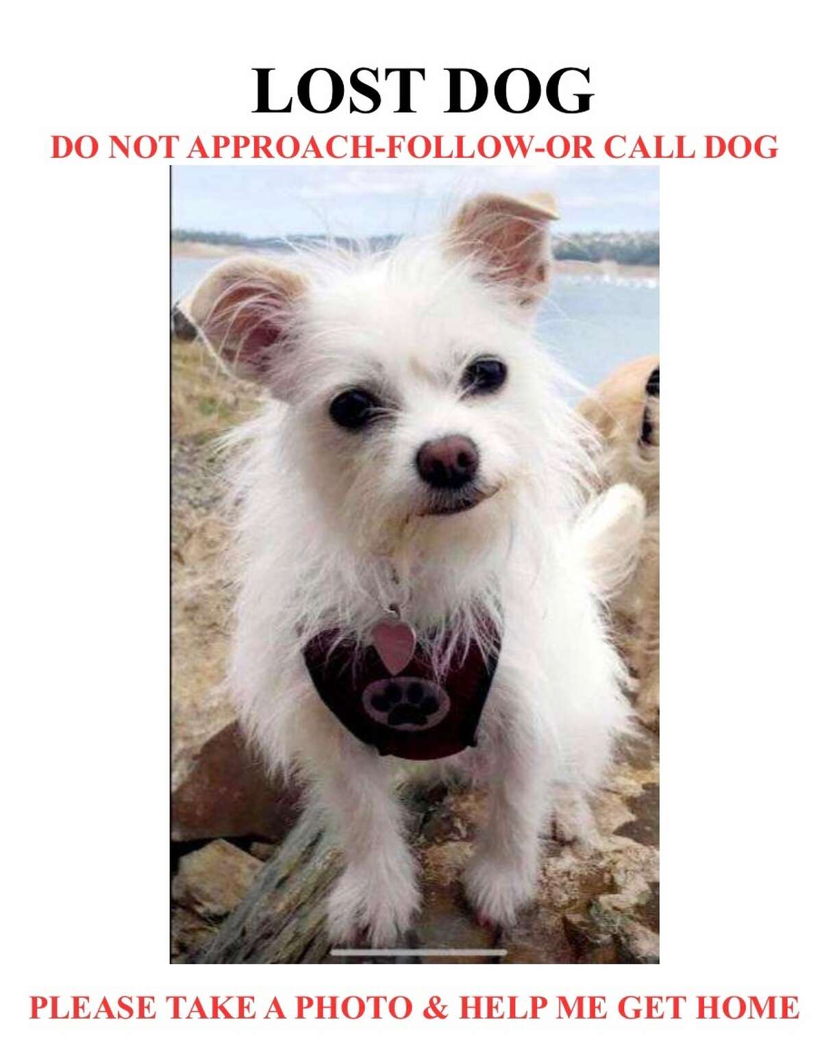 A missing pet flyer for a dog that Wendy Jones has been searching for. The search has been ongoing for several weeks. 