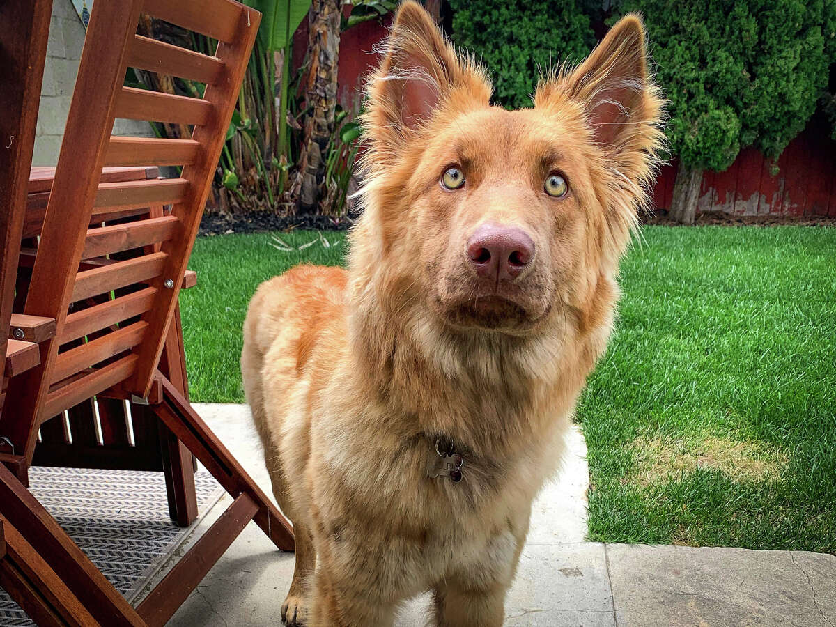Goldie, a 9-month-old puppy, went missing in Tahoe in June. Wendy Jones, an animal search and rescue specialist, helped find Goldie and bring her home.